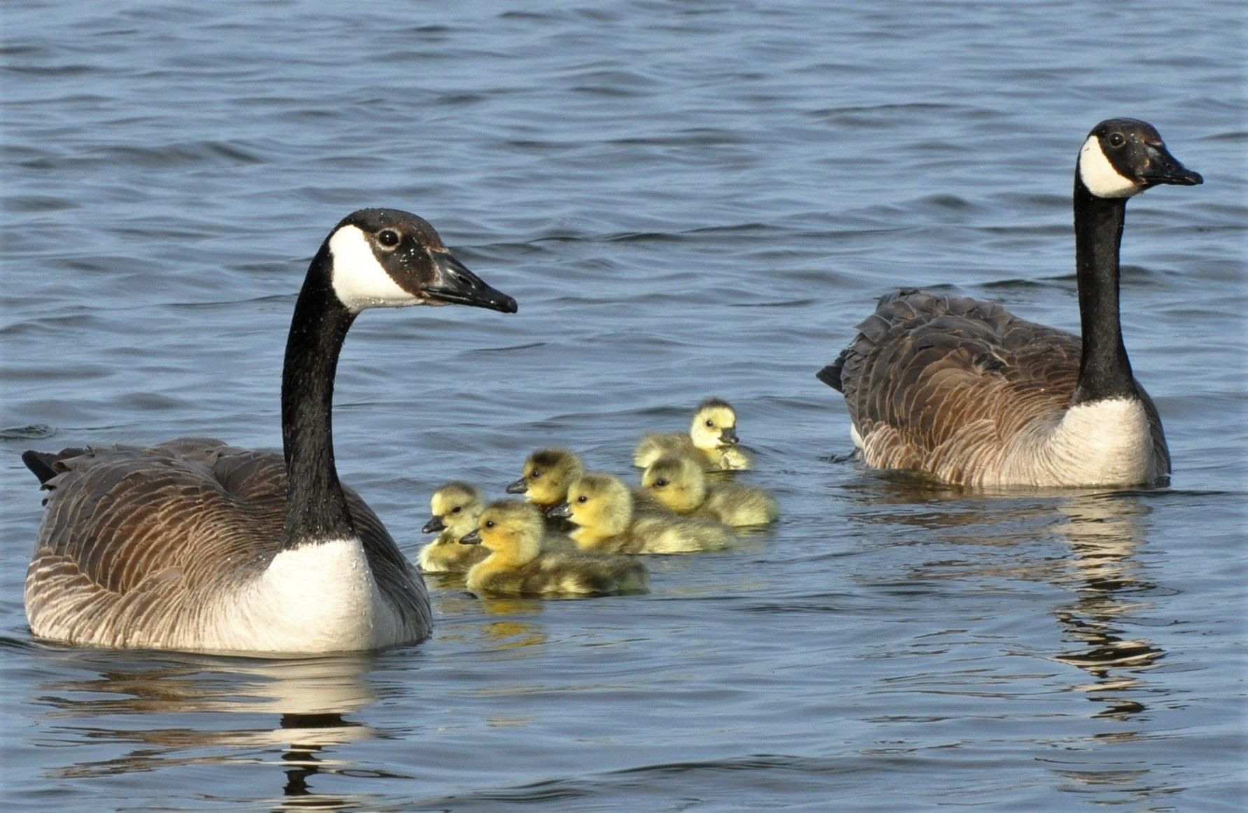 Canada geese
